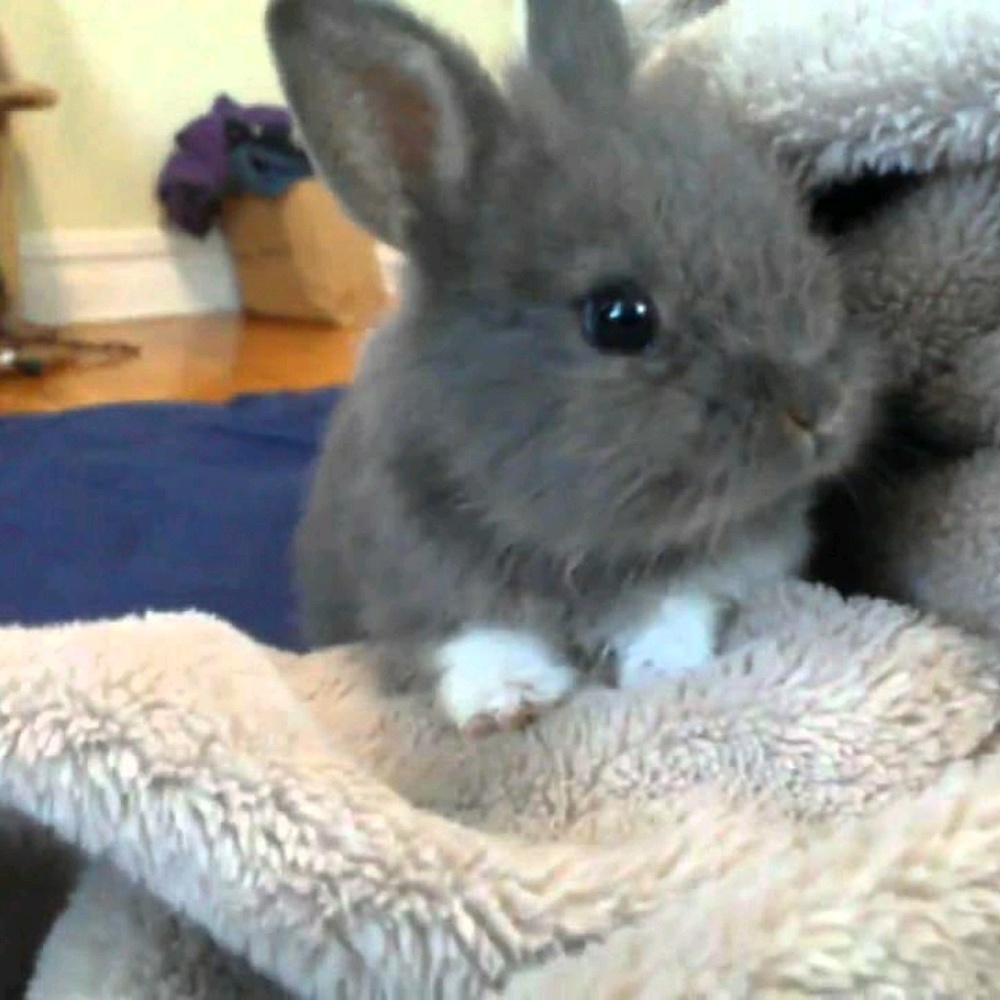 Meet your Posher, Charlie!